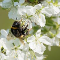bumblebee-1655365_1920